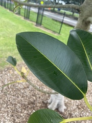 Ficus rubiginosa