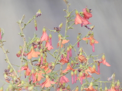 Hermannia burchellii