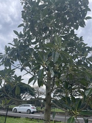 Ficus rubiginosa