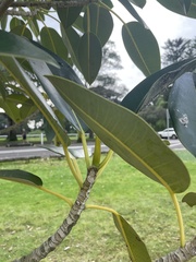 Ficus rubiginosa