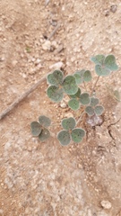 Oxalis pes-caprae