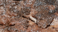 Haplophthalmus danicus