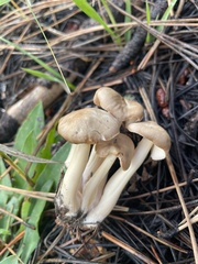 Lyophyllum