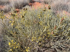 Acacia gilesiana