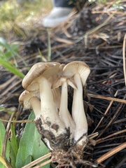 Lyophyllum