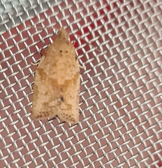 Epiphyas postvittana