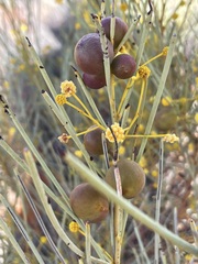 Acacia gilesiana