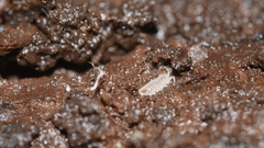 Haplophthalmus danicus