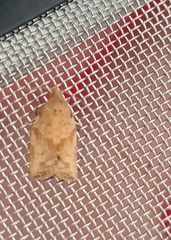 Epiphyas postvittana