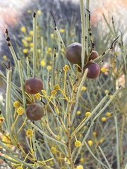 Acacia gilesiana
