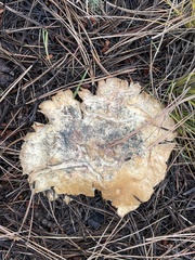 Leucopaxillus gentianeus