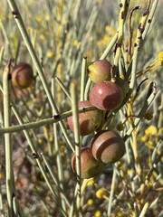 Acacia gilesiana