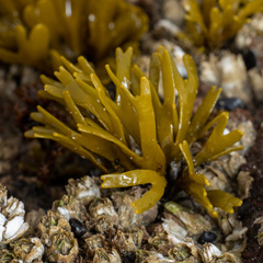 Pelvetiopsis limitata