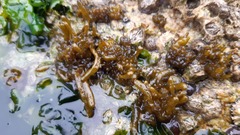 Dactylosiphon durvillei