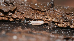 Haplophthalmus danicus