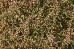 Salsola tragus