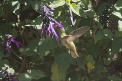 Hylocharis chrysura
