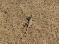 Phrynocephalus interscapularis