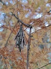 Thyridopteryx ephemeraeformis