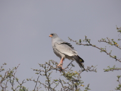 Melierax canorus argentior