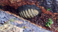 Chiton granosus