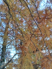 Thyridopteryx ephemeraeformis