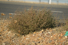 Salsola tragus