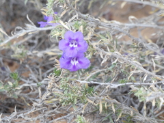Aptosimum spinescens