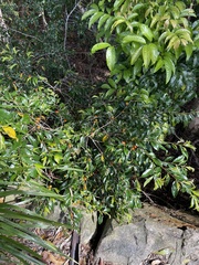 Petalostigma