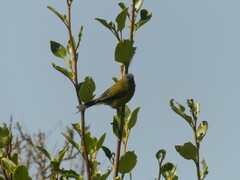 Anthornis melanura
