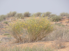 Crotalaria spartioides