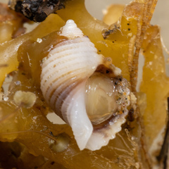 Nucella canaliculata