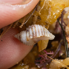 Nucella canaliculata