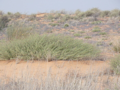 Vachellia hebeclada hebeclada