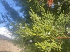 Juniperus ashei