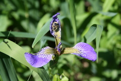 Trichiotinus assimilis