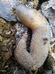 Limax cinereoniger