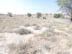 Nidorella resedifolia