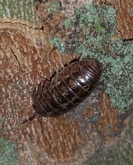 Armadillidium vulgare