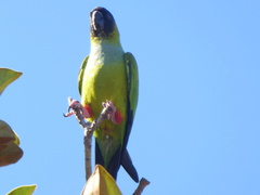 Aratinga nenday