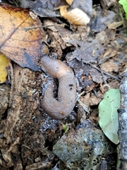 Limax cinereoniger