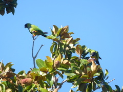 Aratinga nenday