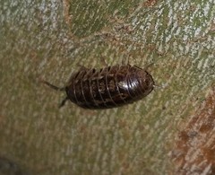 Armadillidium vulgare