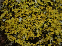 Xanthomendoza