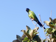 Aratinga nenday