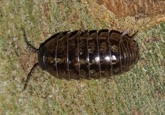 Armadillidium vulgare