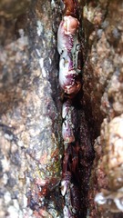 Leptograpsus variegatus