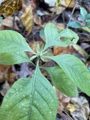 Ruellia caroliniensis