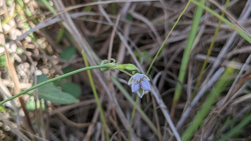 Image of Thysanotus chinensis by (c) Cheng-Te Hsu, some rights reserved (CC BY)