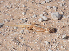 Agama aculeata aculeata